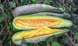 德阳网红吃瓜,揭秘网络红人的幕后故事