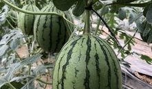 成县的吃瓜网红有哪些,瓜田里的“吃瓜”达人盘点