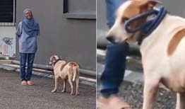 遛狗不拴绳爆料视频下载,视频曝光引发社会热议