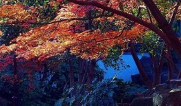 秋霞在线观看1秋,探寻秋日浪漫，共赴视觉盛宴