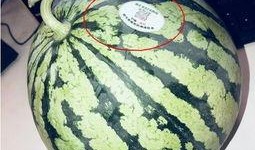 网红吃瓜胖子,揭秘娱乐圈幕后真相的“瓜王”