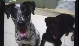 冬季宠物爆料视频,宠物们的冬季日常揭秘