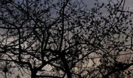 落叶归根 在线观看,探寻故乡情怀的温暖之旅