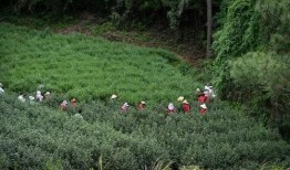 茶叶老板爆料视频大全集