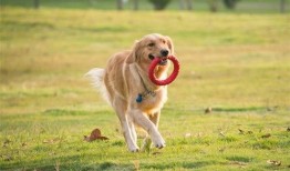 冬季宠物爆料视频,宠物们的冬季日常揭秘