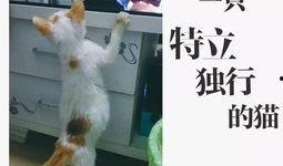 完全饲养1在线观看,在线观看，揭秘神秘宠物世界的奇幻之旅