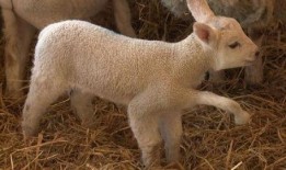 小羊爆料视频大全最新,揭秘娱乐圈幕后故事