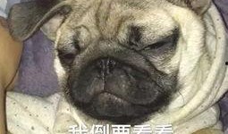 巴哥最新爆料微博号,揭秘娱乐圈最新动态！”