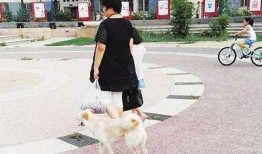遛狗不拴绳爆料视频下载,视频曝光引发社会热议