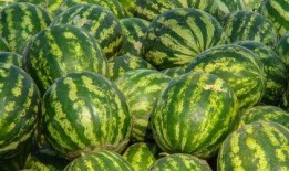 娱乐吃瓜酱芜湖,芜湖风云录，揭秘娱乐圈背后的故事