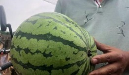 吃瓜胡一天网红,从吃瓜网红到人气明星的蜕变之路