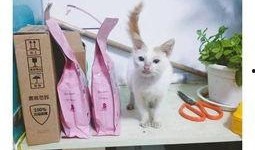 完全饲养1在线观看,在线观看，揭秘神秘宠物世界的奇幻之旅