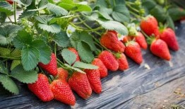 草莓农药爆料视频播放,视频曝光农药滥用问题