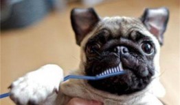 娱乐吃瓜酱小孩扇狗狗嘴巴子,娱乐吃瓜酱见证温馨一幕