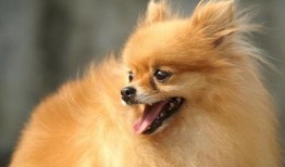 博美爆料新闻视频播放大全,新闻视频播放大全精彩瞬间