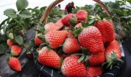 草莓农药爆料视频播放,视频曝光农药滥用问题