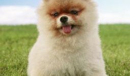 博美爆料新闻视频播放大全,新闻视频播放大全精彩瞬间